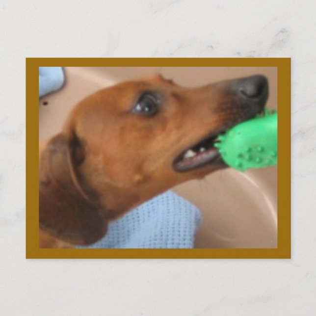 Minature Dachshund Postcard (Front)
