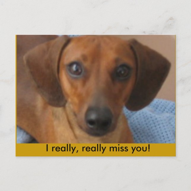 Minature Dachshund Postcard (Front)