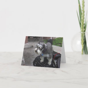 Minature Schnauzer BIKER Card