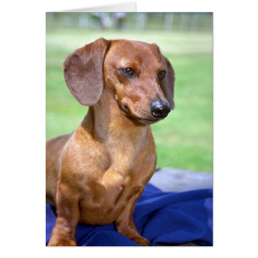 Minature Smooth Dachshund Cards (Front)