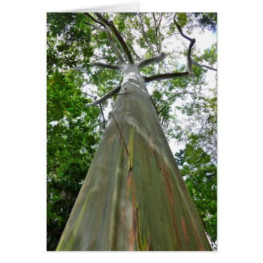 Mindanao Gum Tree Cards (Front)