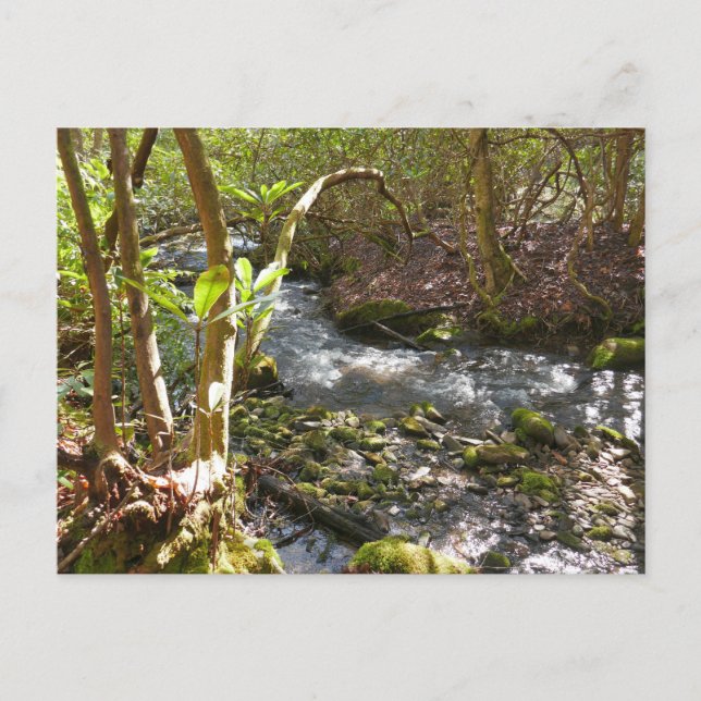 Mingus Creek at Smoky Mountains Postcard (Front)