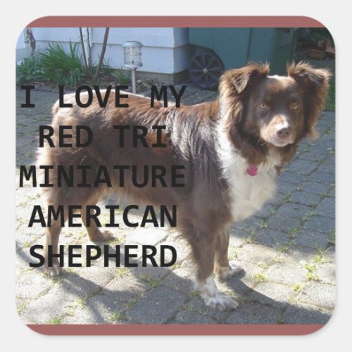 mini am shepherd red tri love with pic square sticker