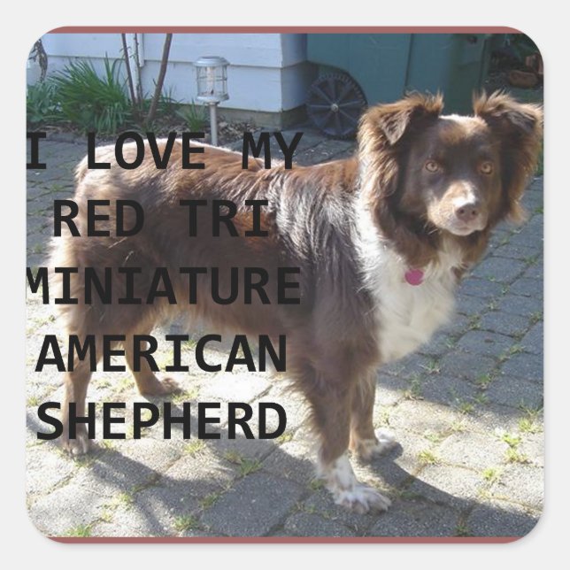 mini am shepherd red tri love with pic square sticker (Front)