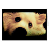 Mini American Eskimo (Front Horizontal)