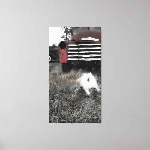 Mini American Eskimo Canvas Print