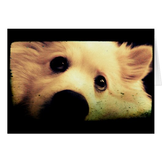 Mini American Eskimo Cards (Front Horizontal)