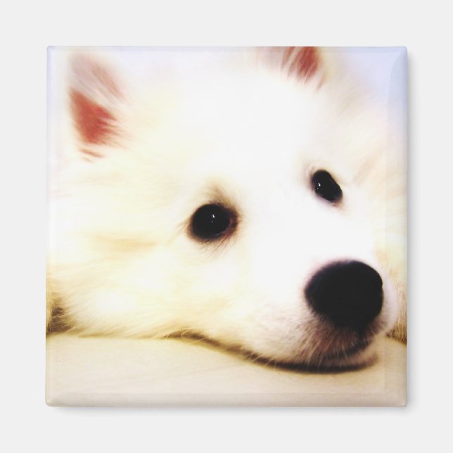 Mini American Eskimo Magnet (Front)