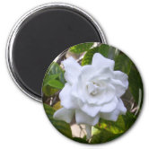 Gardenia Mini Painting with Magnet