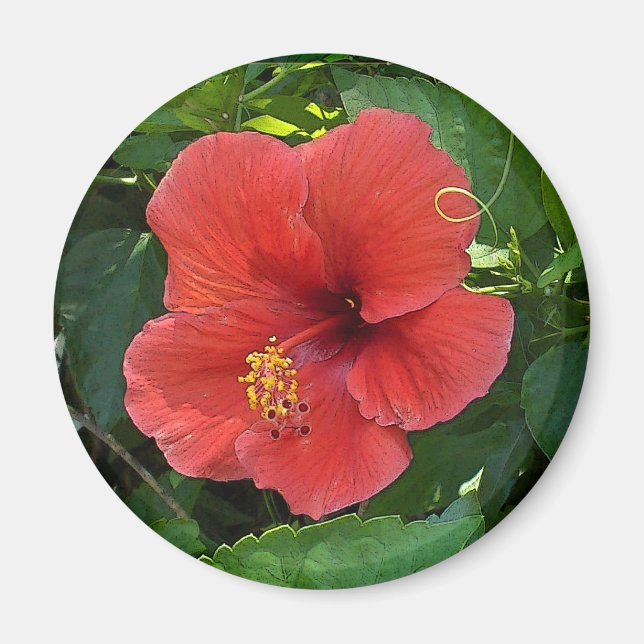 Mini Art Red Hibiscus Magnet (Front)