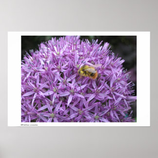 Mini Bumble Bee on Allium Poster