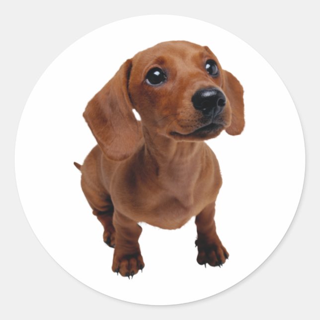 Mini Dachshund Decal Classic Round Sticker (Front)