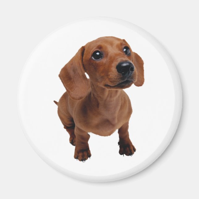 Mini Dachshund Magnet (Front)