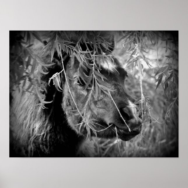 Mini Filly Being Onery Poster (Front)