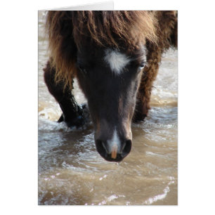 Mini Filly Goes For A Swim Cards