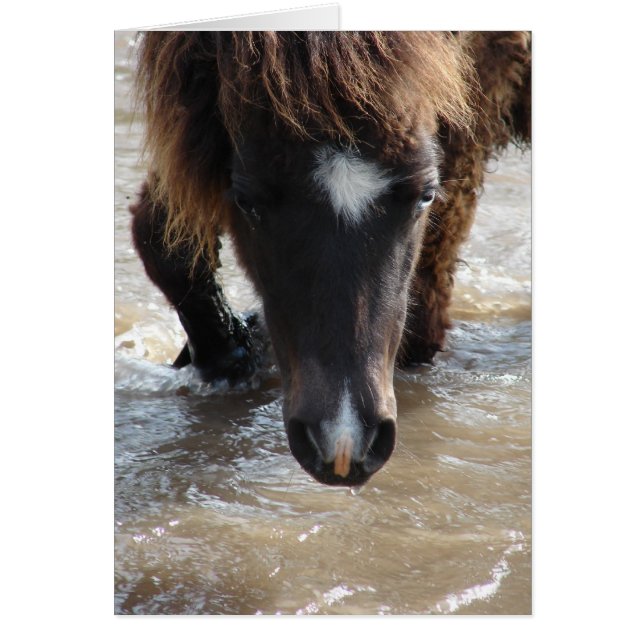Mini Filly Goes For A Swim Cards (Front)
