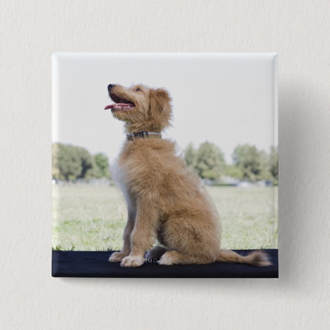 Mini Golden Doodle Button (Front)