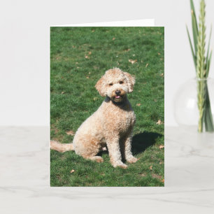 Mini Goldendoodle puppy greeting card