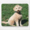 Mini Goldendoodle puppy mousepad