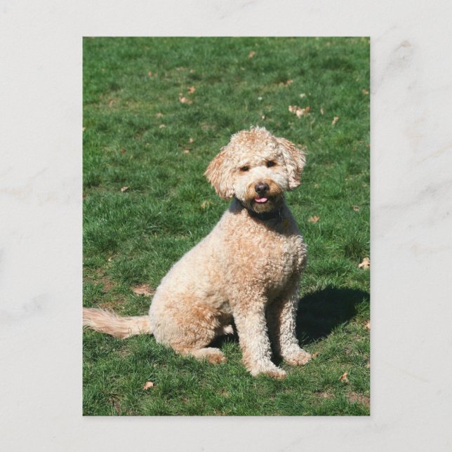 Mini Goldendoodle puppy postcard (Front)