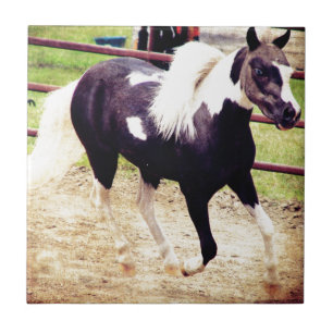 Mini Horse at Liberty Tile