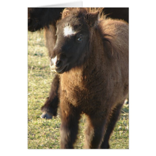 Mini Horse Foal Cards (Front)