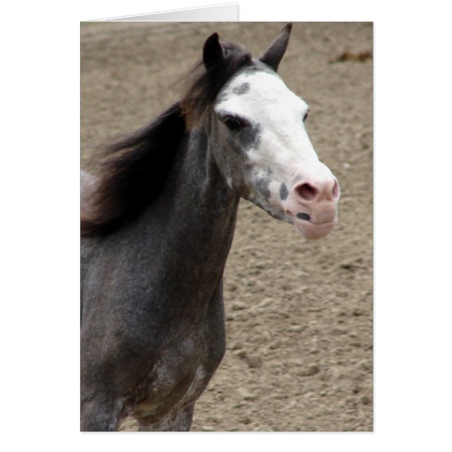 Mini Horse in Liberty Class at a Horse Show Cards (Front)