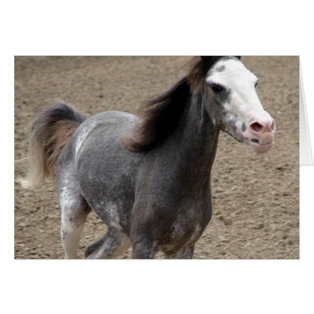 Mini Horse in Liberty Class at a Horse Show Cards (Front Horizontal)
