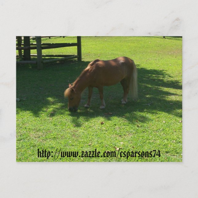 Mini Horse Postcard (Front)