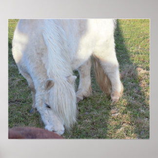 Mini Horse Poster