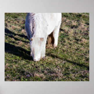 Mini Horse Poster