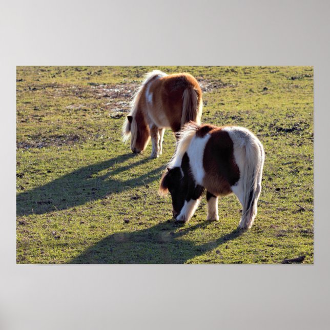 Mini Horses Poster (Front)