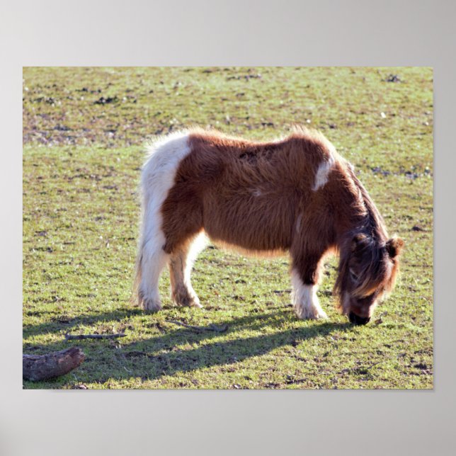 Mini Horses Poster (Front)
