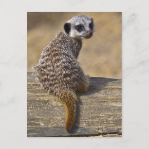 Mini Kat Postcard