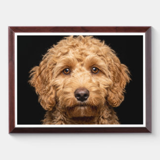 Mini Labradoodle isolated on black background Award Plaque