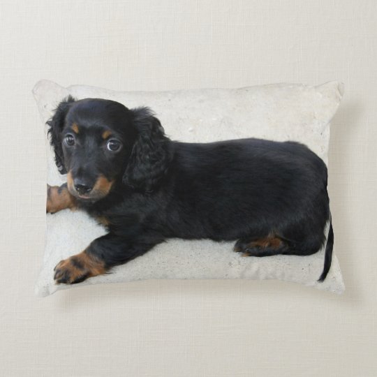 Mini Longhair Dachshund Puppy Accent Pillow Zazzle Com