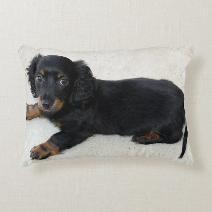Mini Longhair Dachshund Puppy Accent Pillow Zazzle Longhair Dachshund Puppy Accent Pillow