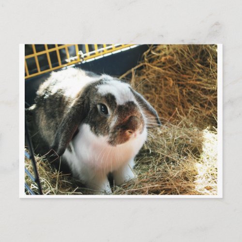 Mini Lop Pet Rabbit Postcard