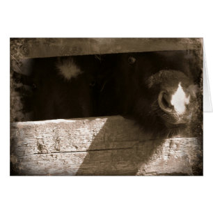 Mini nose Over Gate Cards