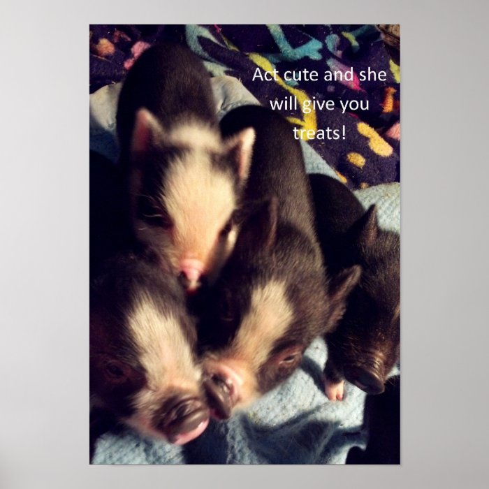 Mini Pet Pig Act Cute Poster