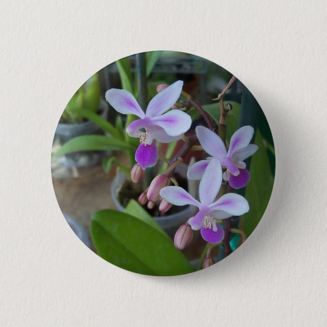 mini Phal orchids Button (Front)