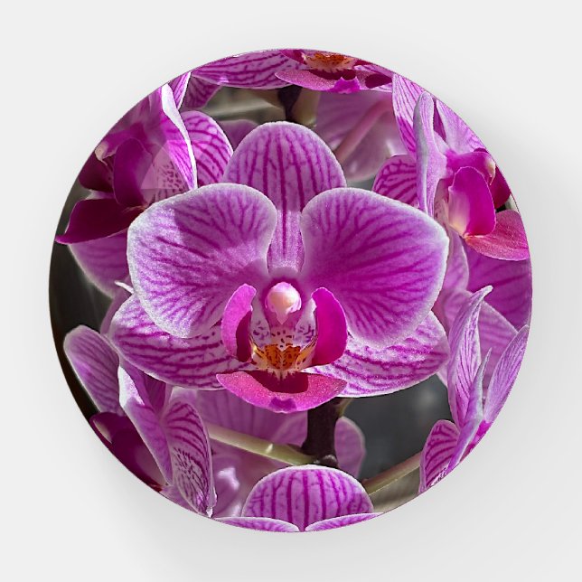 Mini Phalaenopsis Sogo Vivien Purple Orchid Flower Paperweight (Front)