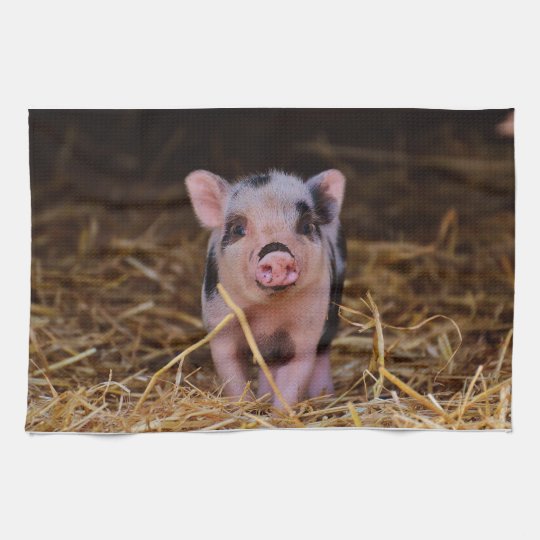 Mini Pig Kitchen Towel Zazzle Com   Mini Pig Kitchen Towel Re3c108632a64446db4b9a2170dfbb3eb 2cf11 8byvr 540 