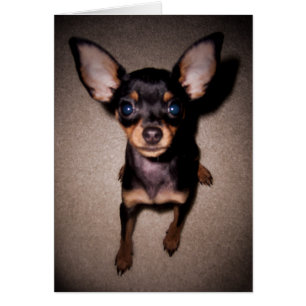 mini pinscher. cards