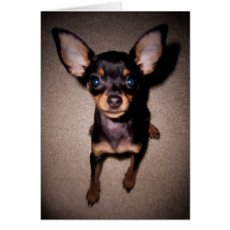 mini pinscher. cards