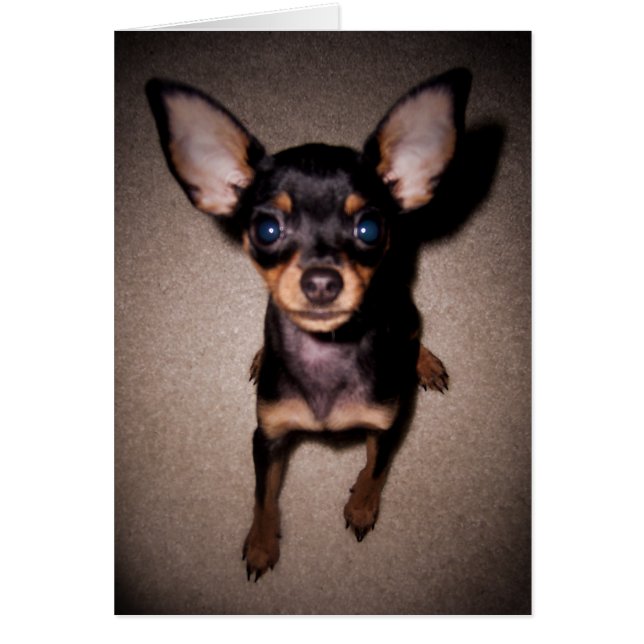 mini pinscher. cards (Front)