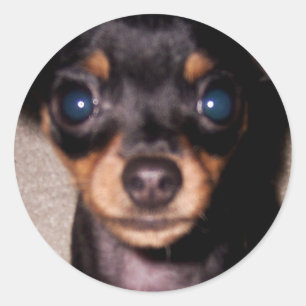 mini pinscher. classic round sticker