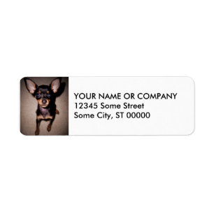 mini pinscher. label