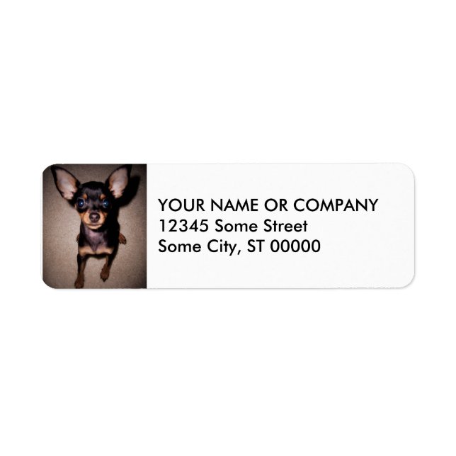 mini pinscher. label (Front)