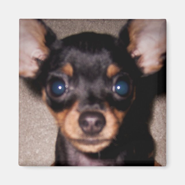 mini pinscher. magnet (Front)